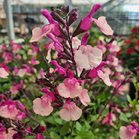 Salvia  Melba Magic 'Peach' (P)