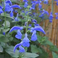 Salvia patens 'Guanajuato'