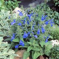 Salvia patens 'Patio Deep Blue'