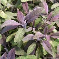 Sage officinalis 'Purple'