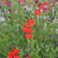 Salvia 'Royal Bumble'