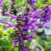 Salvia Rockin' 'Lavender' (P)