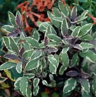 Sage officinalis 'Tricolor'
