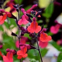 Salvia 'Wine and Roses' (P)