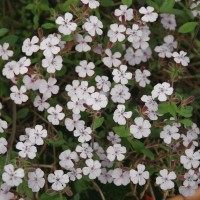 Saponaria ocymoides 'Alba'