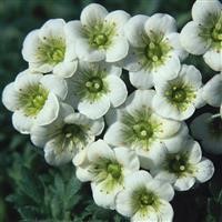 Saxifraga 'Fleece'