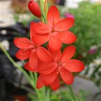 Schizostylis coccinea 'Major' (VR)