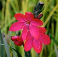 Schizostylis coccinea 'Oregon Sunset' (VR)