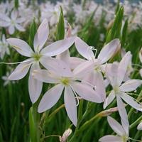 Schizostylis coccinea 'Pink Princess' (VR)