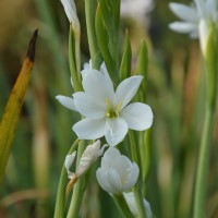 Schizostylis coccinea 'Snow Maiden'