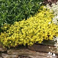 Sedum acre 'Aureum'