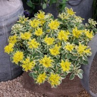 Sedum 'Atlantis' (P)