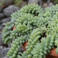 Sedum morganianum burritum