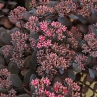 Sedum 'Dark Canyon' (P)