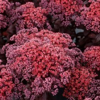 Sedum 'Dark Magic' (P)