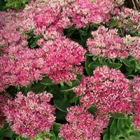 Sedum spectabile 'Hot Stuff' (VR)