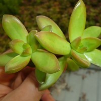 Sedum nussbaumerianum