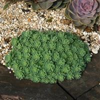 Sedum pachyclados