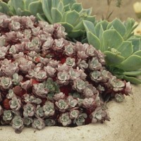 Sedum spathulifolium 'Purpureum'