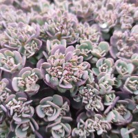 Sedum 'Rocky' (P)