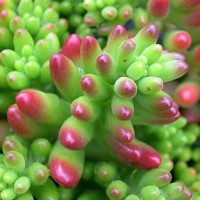 Sedum rubrotinctum