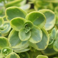 Sedum SunSparkler 'Lime Twister' (P)