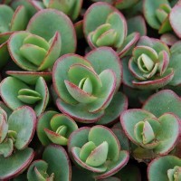 Sedum SunSparkler 'Lime Zinger' (P)