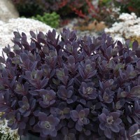 Sedum SunSparkler 'Plum Dazzled' (P)