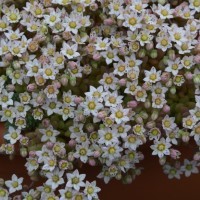 Sedum 'Silver Roses'