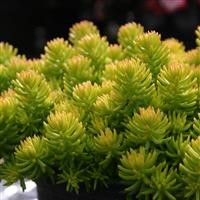 Sedum reflexum 'Yellow Cushion' (VR)