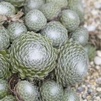 Sempervivum arachnoideum