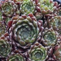 Sempervivum arach' 'Rubin'