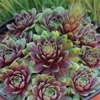 Sempervivum 'Ruby Heart'