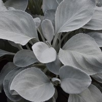 Senecio 'Angel Wings' (P)