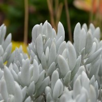 Senecio haworthii