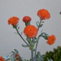 Senecio 'Orange Flame'