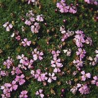 Silene acaulis 'Mount Snowdon'