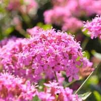 Silene hybrid 'Sparkling Rose' (P)