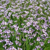 Sisyrinchium 'E.K. Balls'