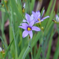 Sisyrinchium idahoense var. macounii 'Moody Blues'