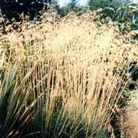 Stipa gigantea