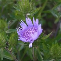 Stokesia laevis 'Blue Star'