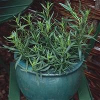 Artemesia dracunculus 'French' (Tarragon)