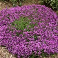 Thyme 'Coccineus'