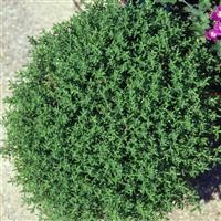 Thymus vulgaris (Thyme, Common)