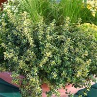 Thyme x citriodorus 'Golden Queen'