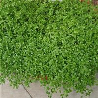 Thyme x citriodorus 'Lemon'