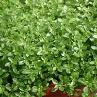 Thyme 'Orange'