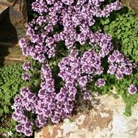 Thyme nitidus 'Peter Davis'