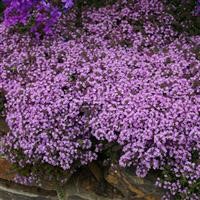 Thymus serpyllum 'Russettings' (Thyme)